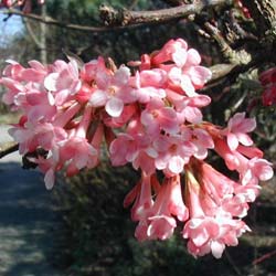 viburnum farreri- viburnum fragrans